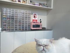 -怪兽屋·羊驼·猫咖·狗咖(俊华广场店)