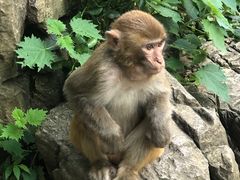 -黔灵山公园