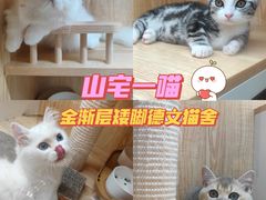 -山宅一喵德文卷毛猫舍