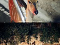 -清迈夜间动物园