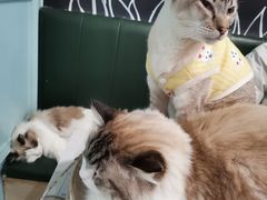 -安格丽娜·狗咖·猫咖羊驼咖(春熙路百盛商场店)