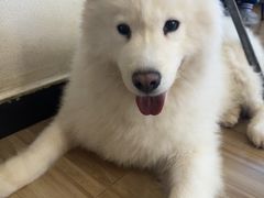 -喵小馆·猫咖狗咖猪咖·饮品店