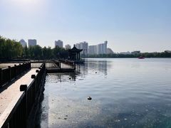 -莲花池公园