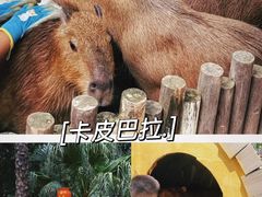 -灵玲国际马戏城