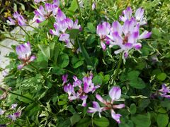 -上海多利农业发展有限公司