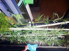 -六时安·熊猫张甜品店(东关街店)