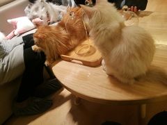 -猫腻·猫咖·撸猫馆(星光大道店)