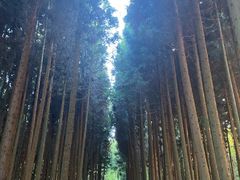 -武陵山森林公园