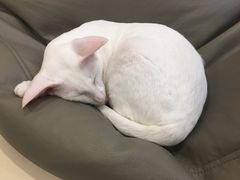 -飞行喵MR PILOT|猫舍·猫咖(静安大融城店)