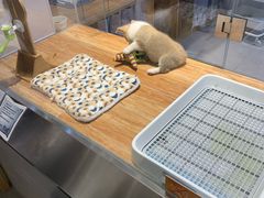 -狗道宠物(常熟印象城店)