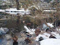 -北海道厅旧本厅舍(旧本庁舎)