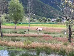 -泸沽湖国家级风景名胜区走婚桥