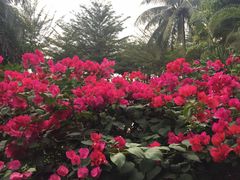 -三亚湾海居铂尔曼度假酒店