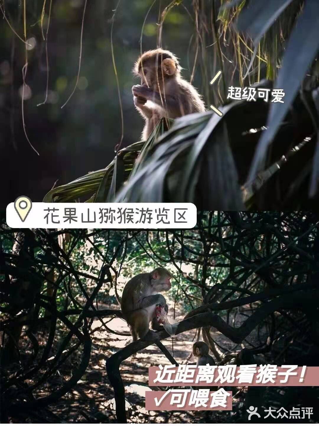 三亚小众景点-南湾猴岛！