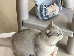 -藏猫猫咖啡主题馆(中央大道店)