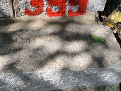-金龙寺国家森林公园