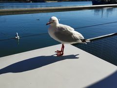 -悉尼鱼市场
