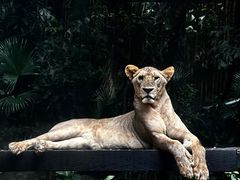 -广州长隆野生动物世界