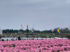 -荷兰花海