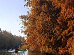 -上海海湾国家森林公园