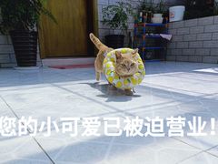 -美联众合动物医院(·中兽医·疑难杂症·严家桥分院)