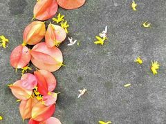 -春花秋色城市公园