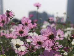 -海心沙亚运公园