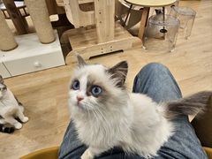 -有喵·猫咖·狗咖·30几只猫10只小狗(岗厦店)