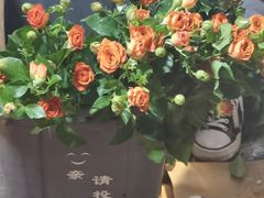 -循礼门鲜花花市(武汉循礼门店)