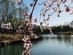 -大兴滨河森林公园