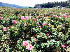 iphone_upload_pic-亚龙湾国际玫瑰谷