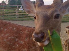 -安德鲁户外烧烤帐篷营地(马泉营店)