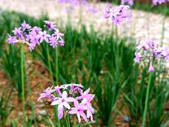 -北仑森林植物园