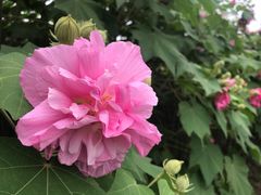 -广西壮族自治区药用植物园