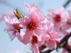 -樂桃源奉贤黄桃种植采摘基地