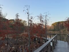 -昆山城市生态森林公园