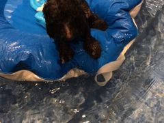 -Oh My Dog宠物沙龙(伊珊娜皮毛护理店)