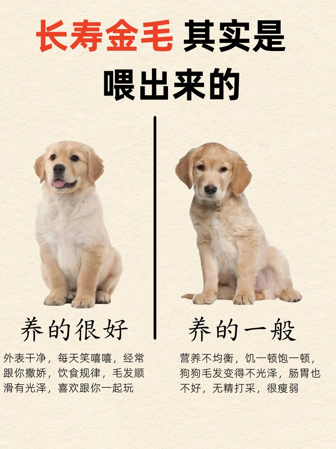 金毛犬寿命图片