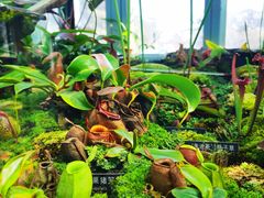 -国家植物园南园