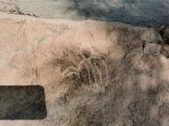 -广东惠东海龟国家级自然保护区
