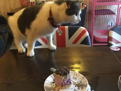 -名猫咖啡馆·撸猫·拼豆