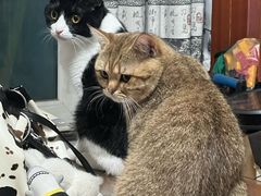 -中农国际动物医院24小时·猫科·骨科·急重症中心
