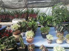 -金陵花卉交易市场