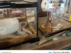 -吉丁鸟咖·异宠·寄养