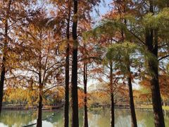 -贡湖湾湿地公园