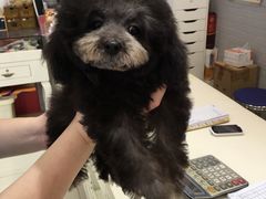 -神采飞扬宠物美容(香港路店)