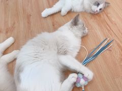 -momokira米努特·德文卷毛猫·棉花面纱犬