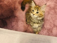 -momokira米努特·德文卷毛猫·棉花面纱犬