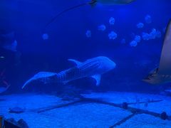 -烟台海昌鲸鲨海洋公园