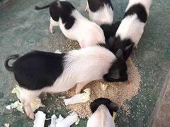 -灵玲国际马戏城